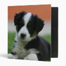 Search for puppy folders Lying down