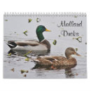 Search for duck calendars Nature