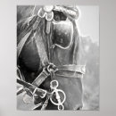 Search for vintage equestrian horse posters Equine