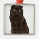 Search for veterinarian ornaments Feline