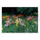Search for daylily Garden