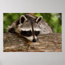 Search for raccoon posters cute