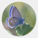 Search for blue butterfly stickers Nature