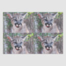 Search for lion tissue paper Puma