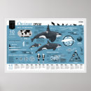 Search for infographic posters Information