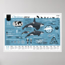 Search for infographic posters Information