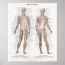 Search for biology posters Anatomical