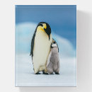 Search for penguin desk accessories Snow hill island