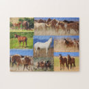 Search for horses in a photo collage Animals