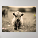 Search for highland cow art Calf