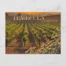 Search for wine postcards Vineyard