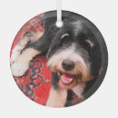Search for bernedoodle ornaments Dog