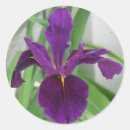 Search for violet flower stickers Nature