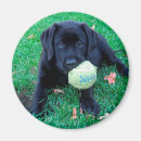 Search for black lab magnets Puppy