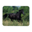 Search for thoroughbred horse photo magnets bob langrish