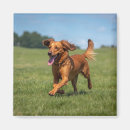Search for pet magnets Best dog dad ever