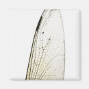 Search for dragonfly magnets Black