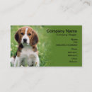 Search for beagle business cards animals