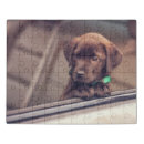 Search for chocolate labrador puzzles Pet