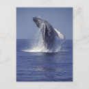 Search for whale postcards nature