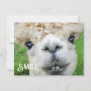 Search for alpaca postcards Smile