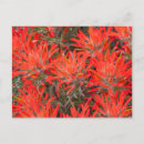 Search for wyoming postcards Red