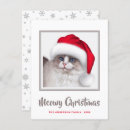 Search for ragdoll cat christmas cards Kitty