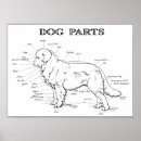 Search for dog anatomy posters Pet