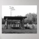 Search for black and white cow posters Calf