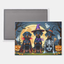 Search for pumpkin magnets Animal