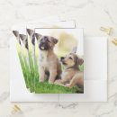 Search for puppy folders Pet