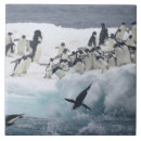 Search for penguin tiles Antarctica