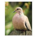 Search for mourning dove Green