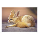Search for furry posters Small