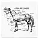 Search for horse anatomy posters Horses