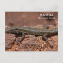 Search for madeira postcards Funchal