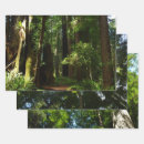 Search for national park wrapping paper Forest