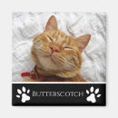 Search for black cat magnets Stylish