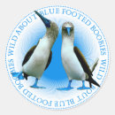Search for blue footed booby Blue webbed feet