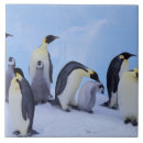Search for penguin tiles Chick