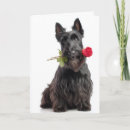 Search for scottish terrier valentines day cards Scottie