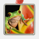 Search for ecuador ornaments Colorful