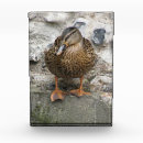 Search for duck awards Animals