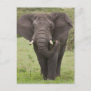 Search for tanzania postcards Habitat