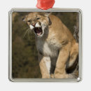 Search for lion ornaments Big cat