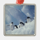 Search for antarctica ornaments Penguin