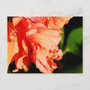 Search for orange flower happy birthday postcards Hibiscus