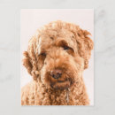 Search for portrait postcards Adorable
