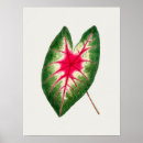 Search for illustration posters Floral