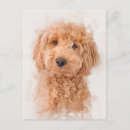 Search for mini postcards Dog